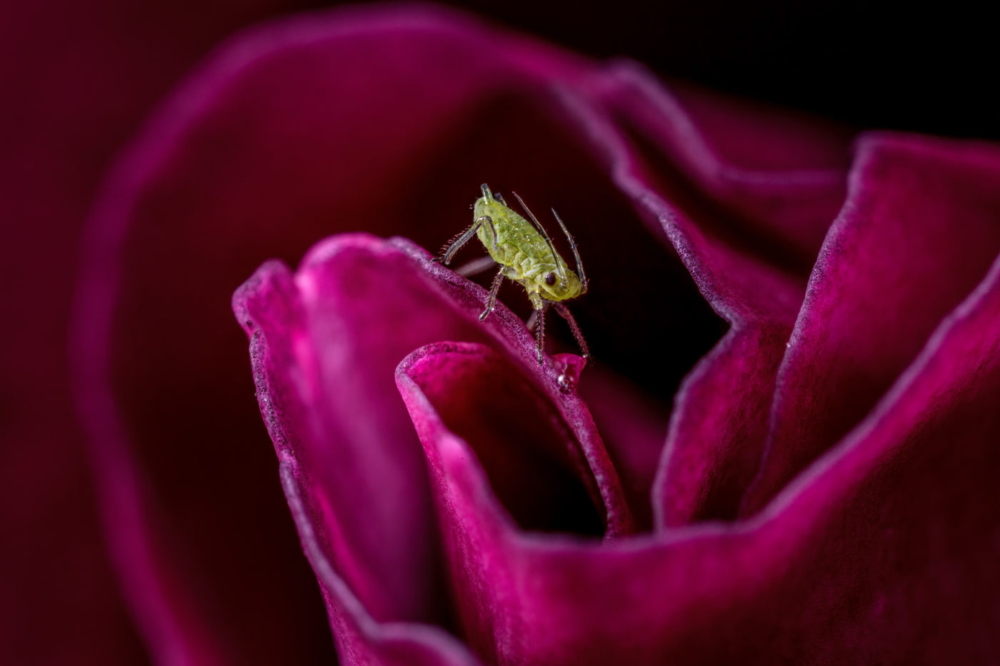 Rose aphid, Macrosiphum rosae, on a rose blossom